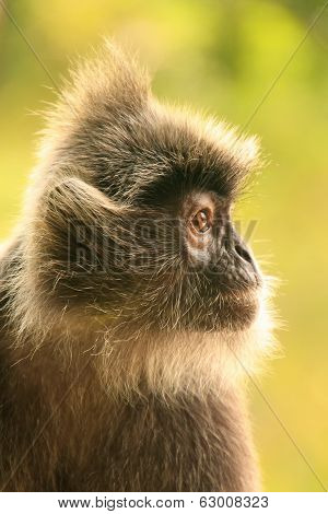 Silvered Leaf Monkey, Sepilok, Borneo, Malaysia