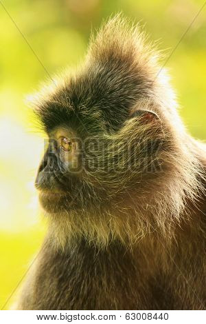 Silvered Leaf Monkey, Sepilok, Borneo, Malaysia