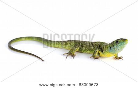 Lacerta Bilineata