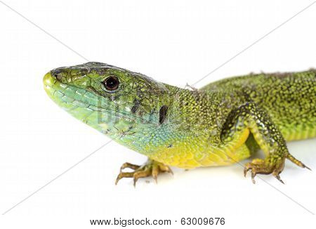 Lacerta Bilineata