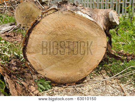 Timber
