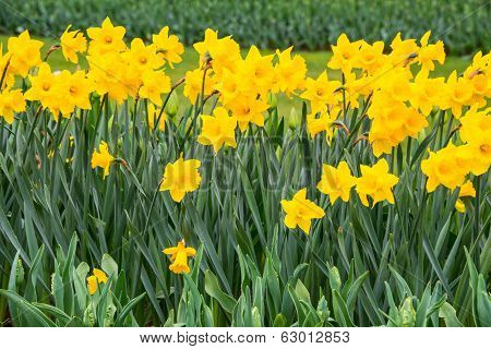 Yellow Daffodils in Garden