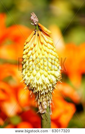 Kniphofia on a bright background.