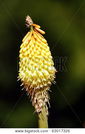Kniphofia on a dark background.