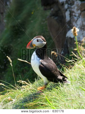 Puffin 절벽 가장자리에