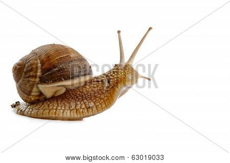 Grawling Snail Isolated