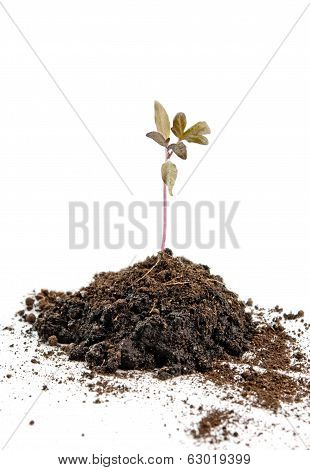 Plant Of Tomato