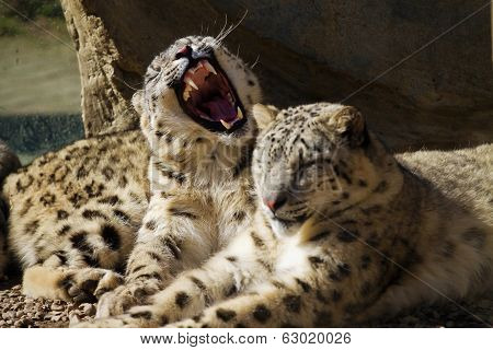 Lying Family Of Snow Leopard Irbis (panthera Uncia)
