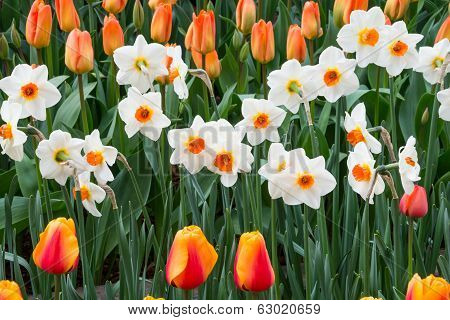 Floral Background Daffodils and Tulip Buds