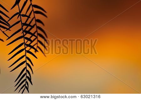 Pepper Tree Sunset