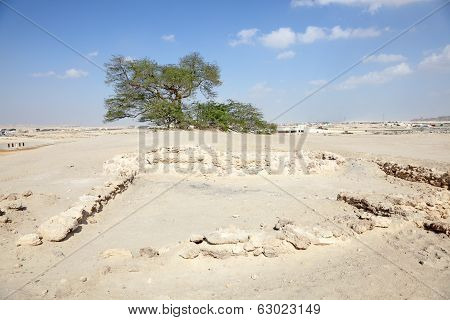 Tree Of Life In Bahrain, Middle East