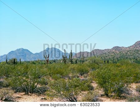 Saguaro Cactus