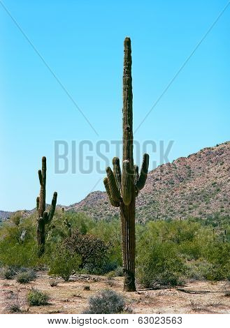 Saguaro Cactus