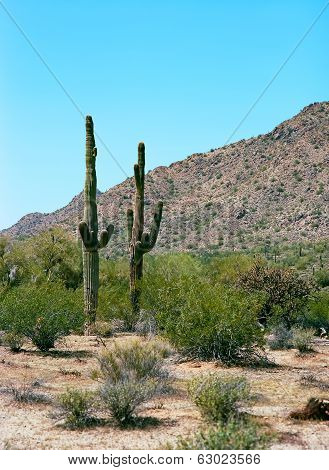Saguaro Cactus