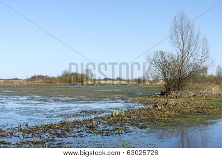 Early spring in the Biebrza National Park, Poland, Podlasie