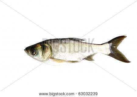 Silver Carp Fish (hypophthalmichthys Molitrix) Isolated.