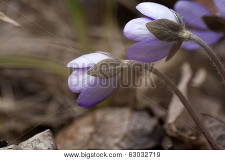 hepatica nobilis