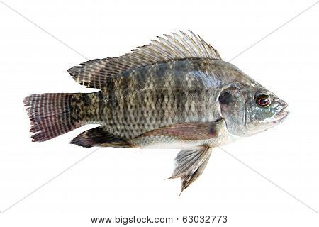 Fresh Tilapia Isolated.
