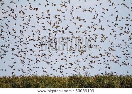 Group Of Starlings