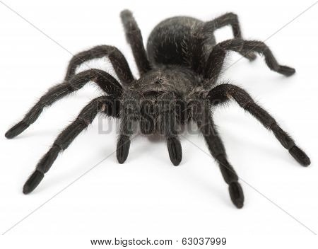 Black Tarantula. Grammostola Pulchra