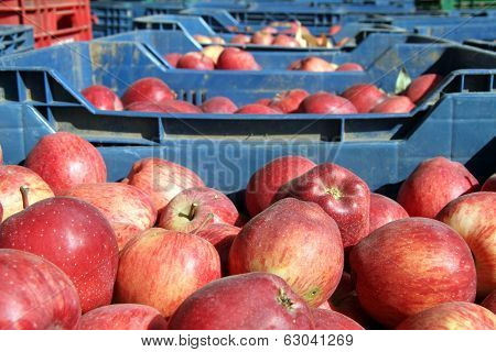 Red Apples