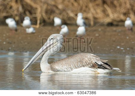 Pink-backed Pelican Floating Passed Grey-headed Gulls