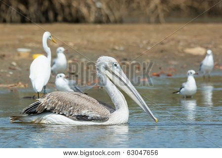 Pink-backed Pelican Floating Passed Grey-headed Gulls