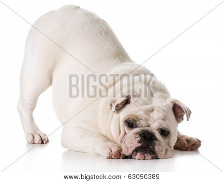 white english bulldog puppy bowing isolated on white background