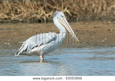 Pink-backed Pelican Standing In The Mangroves