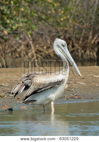 Pink-backed Pelican Standing On The Shore
