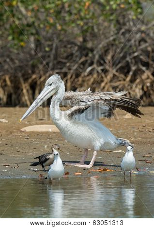 Pink-backed Pelican Stretching Its Wings On The Shore