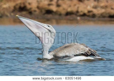 Pink-backed Pelican Swallowing Some Fish