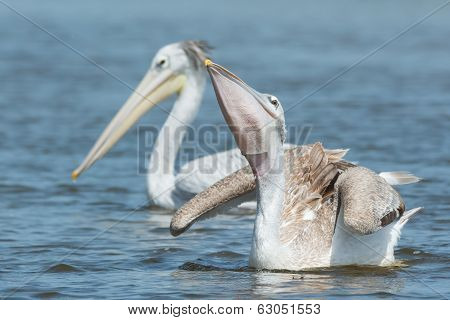 Pink-backed Pelican Swallowing Some Fish