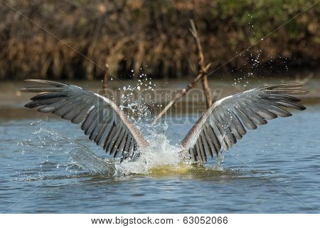 Pink-backed Pelican With Head Submerged And Wings Spread