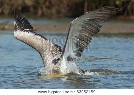 Pink-backed Pelican With Head Submerged And Wings Spread