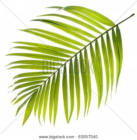Green Leaf Of Palm Tree On White Background