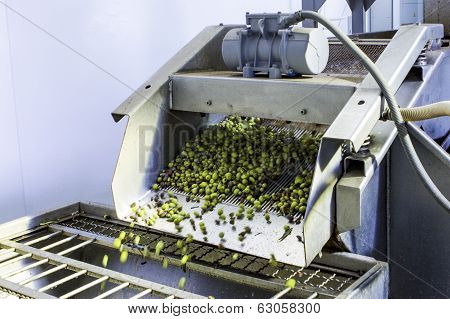 Olive Harvest