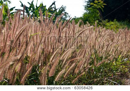 The Flower Of Imperata Cylindrical Beauv Grass