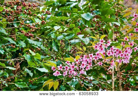 The Coffee Tree And Wild Himalayan Cherry