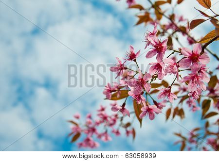 The Wild Himalayan Cherry With Blue Sky
