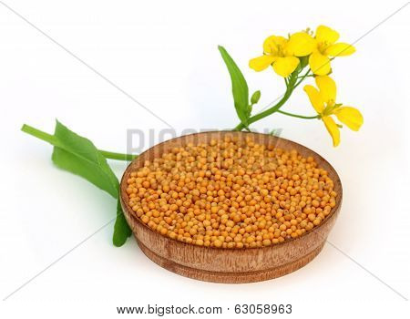 Mustard Flowers With Seeds