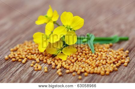 Mustard Flowers With Seeds