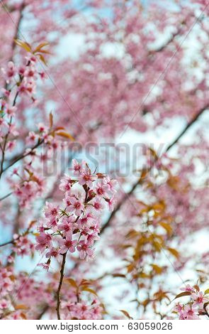 The Wild Himalayan Cherry With Blue Sky