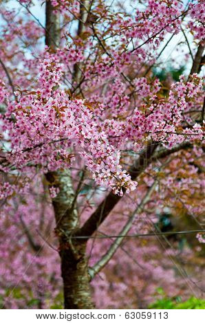 The Wild Himalayan Cherry With Blue Sky
