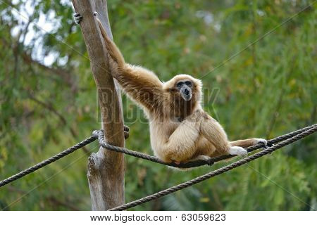 White Handed Gibbon