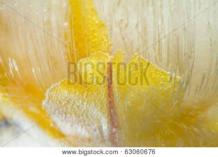 Icy Plants