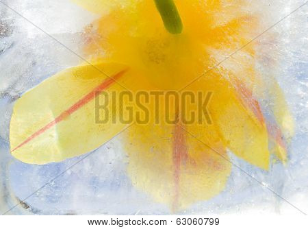 Icy Plants