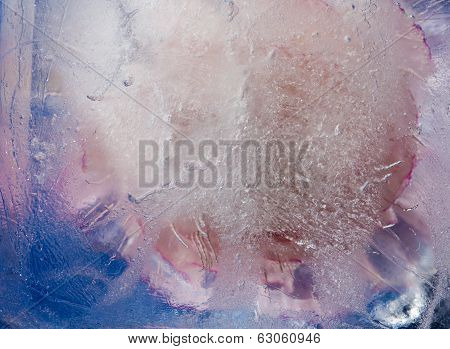 Icy Plants