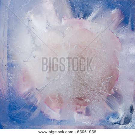 Icy Plants