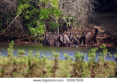 Elephants Bathing